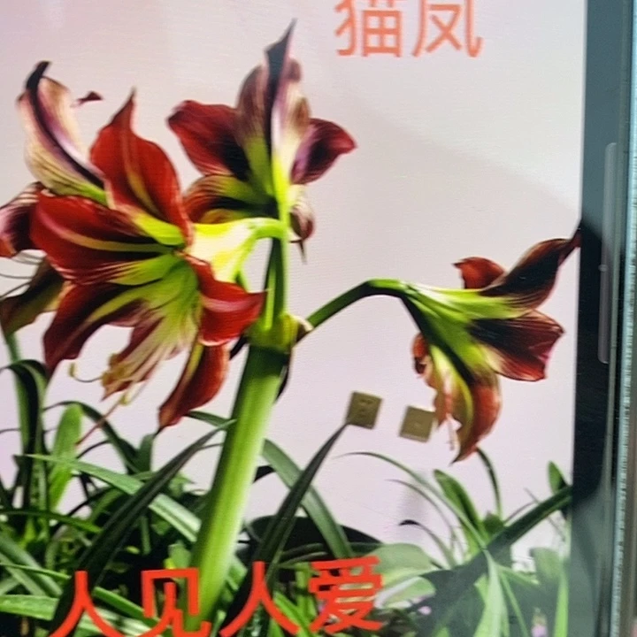 猫凤3厘米朱顶红，