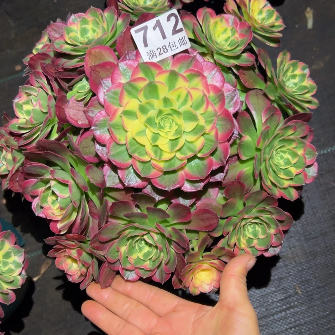 多肉植物712脱土的