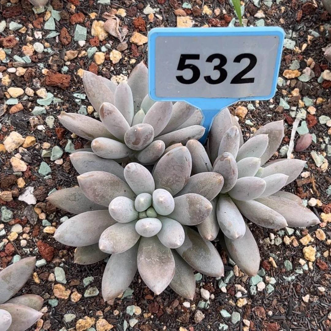多肉植物红体哥特532