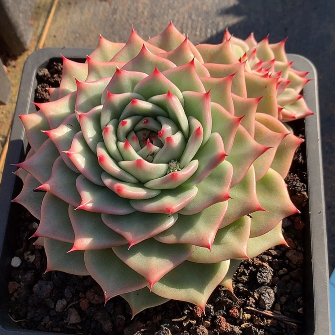 【闪购商品】云107号颜悦色奶茶