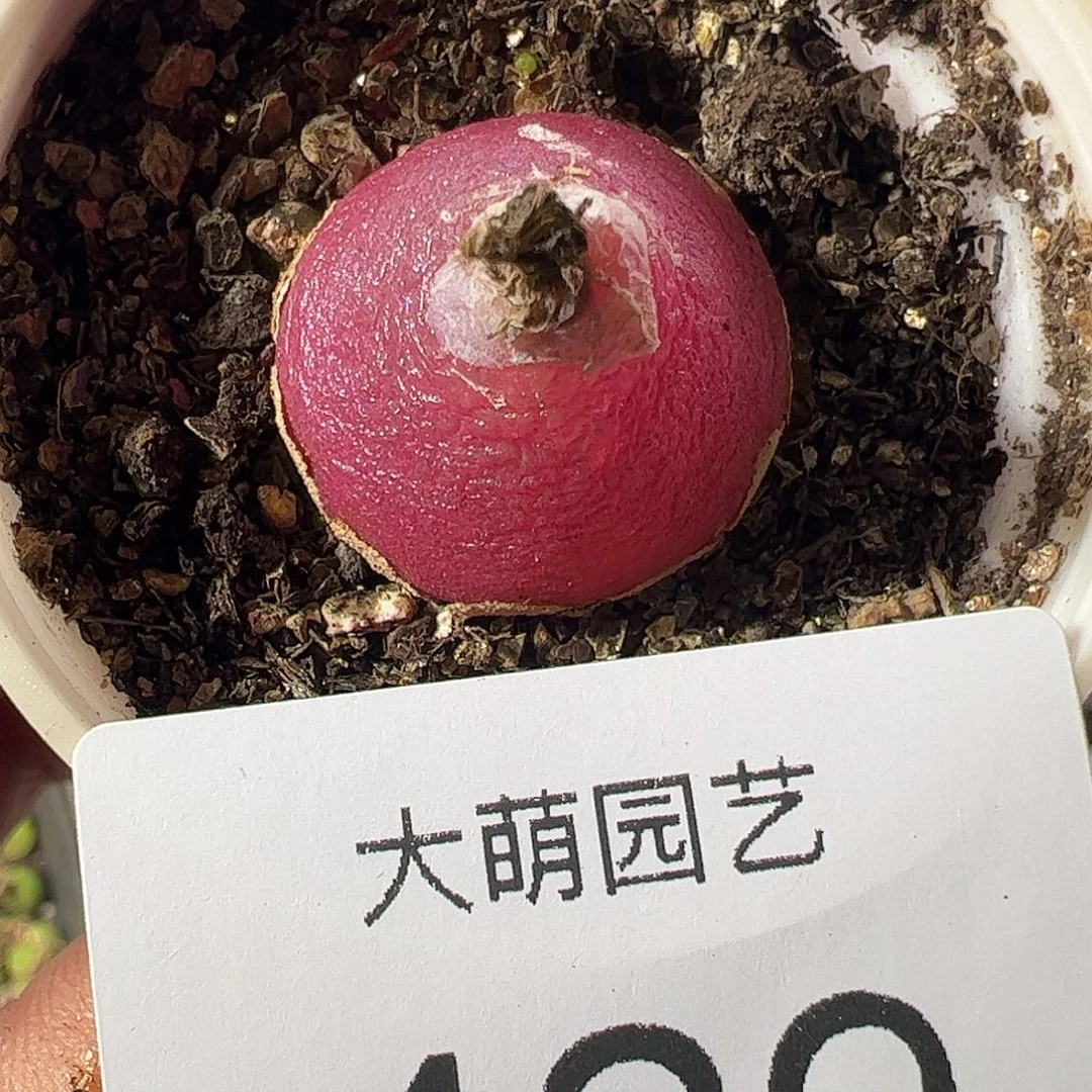 一物一拍带盆土发。  429