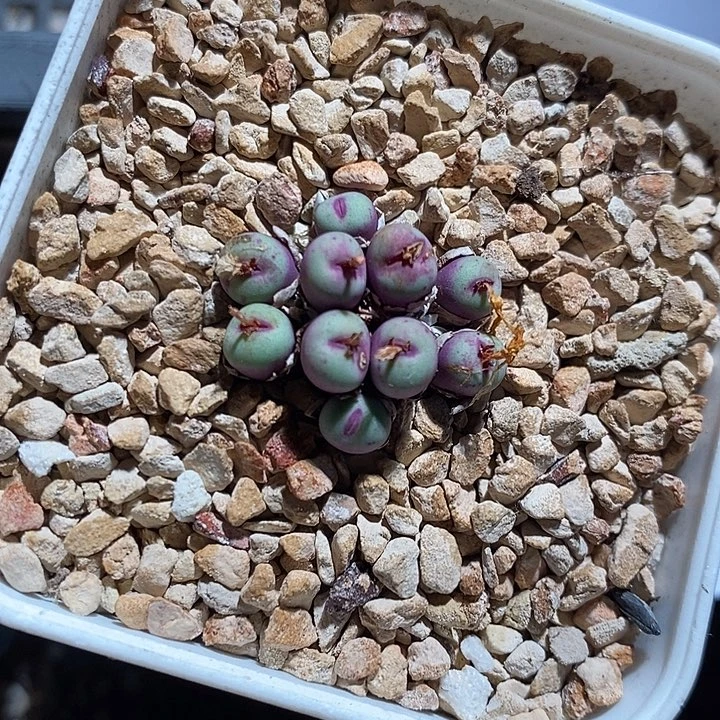 8323。  一群编号红嘴。