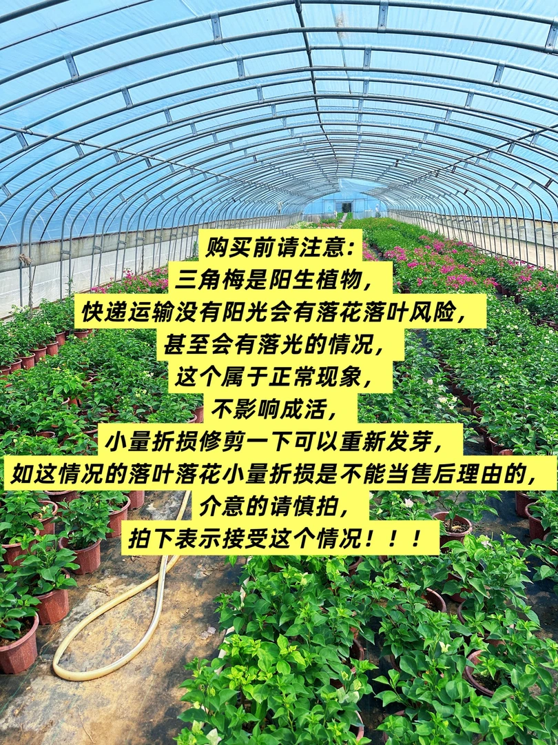 （基地直发）彩色三角梅一物一拍  落花落叶属正常现象  介意勿拍