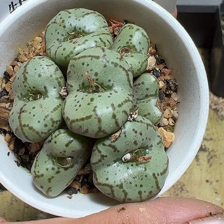 028号猴子杂多肉植物