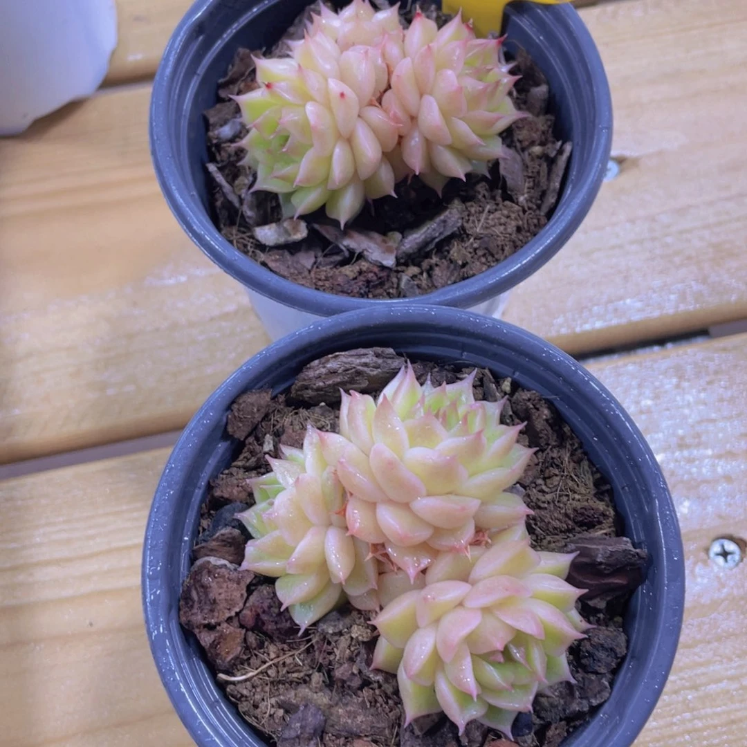 928号 水晶麦秆多头群一个