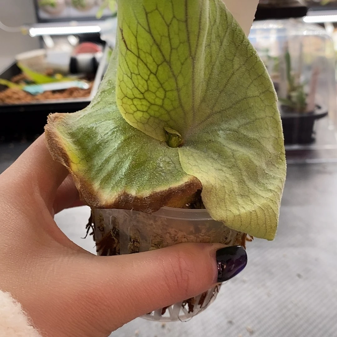 无花朵无开花植物