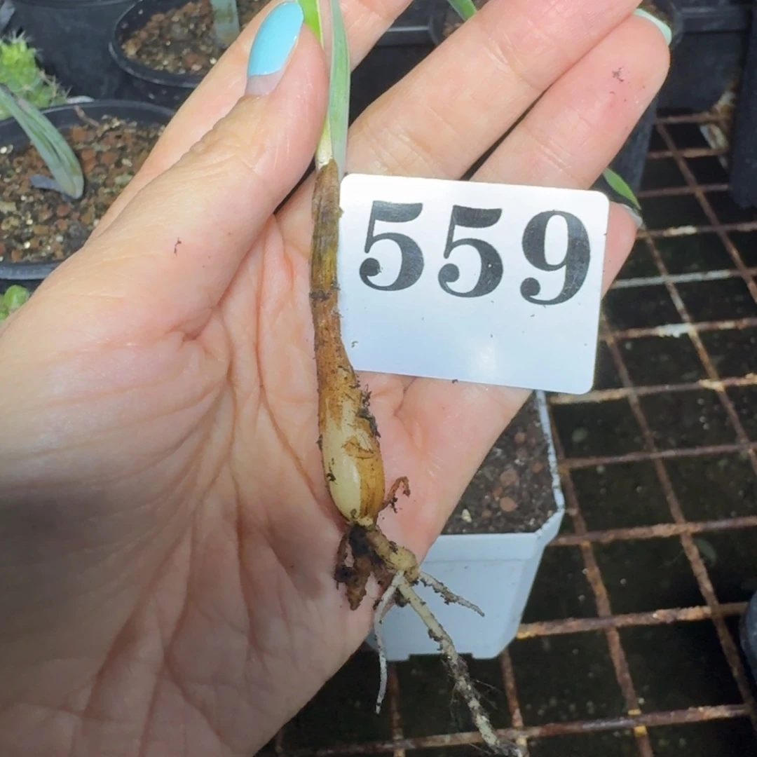 巨凤之卵小苗一物一拍多肉