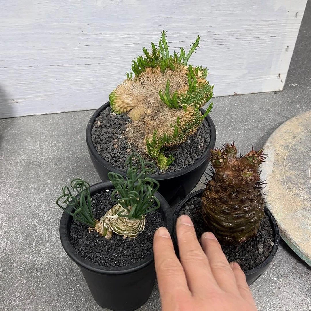 斑**理打包三棵脱土顺丰航空888888888