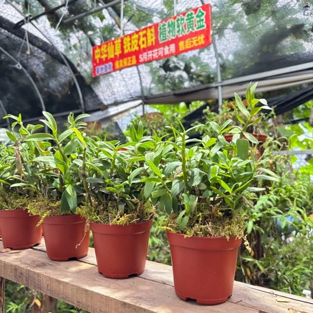 铁皮石斛可食用懒人庭院栽培绿植花卉兰花办公必备盆栽5一7月开花