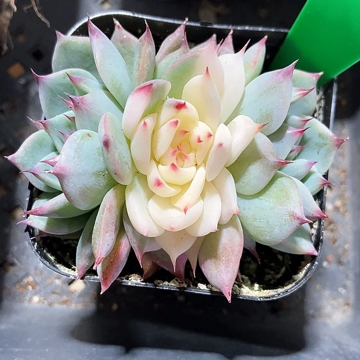 多肉植物吉娃娃锦997