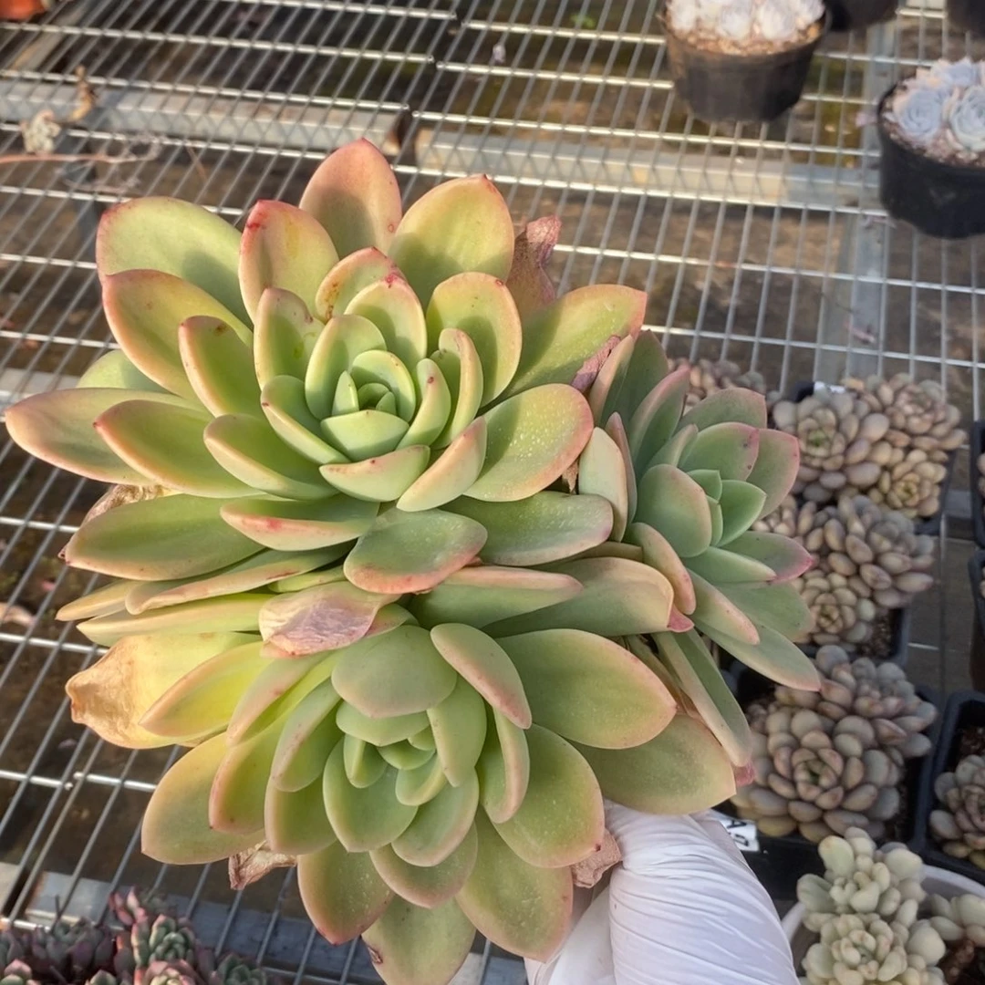 5474柠檬茶一物一拍