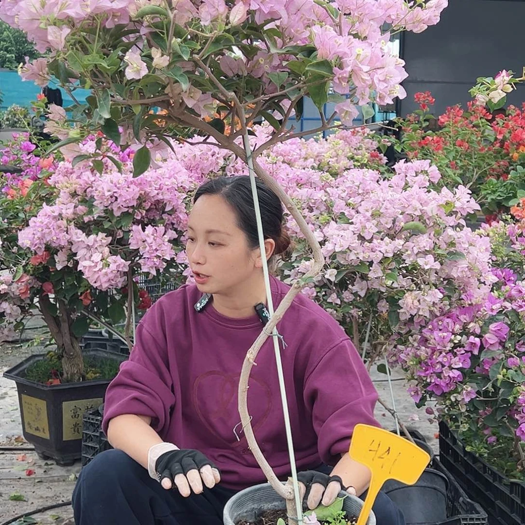 想***想大部分花苞少量开放H41丽娜