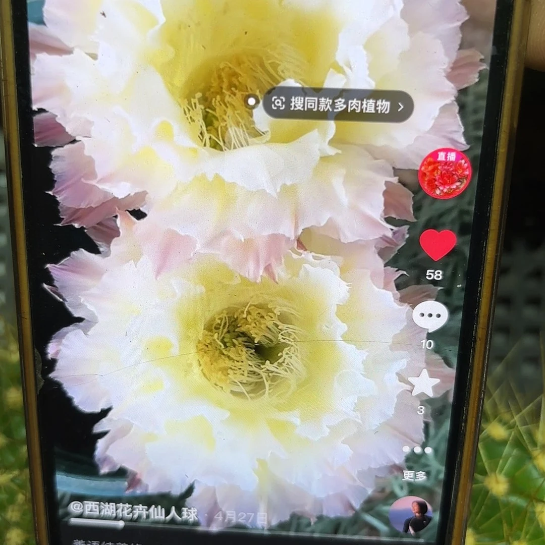 白可可彩侧牙20包邮仙人球57