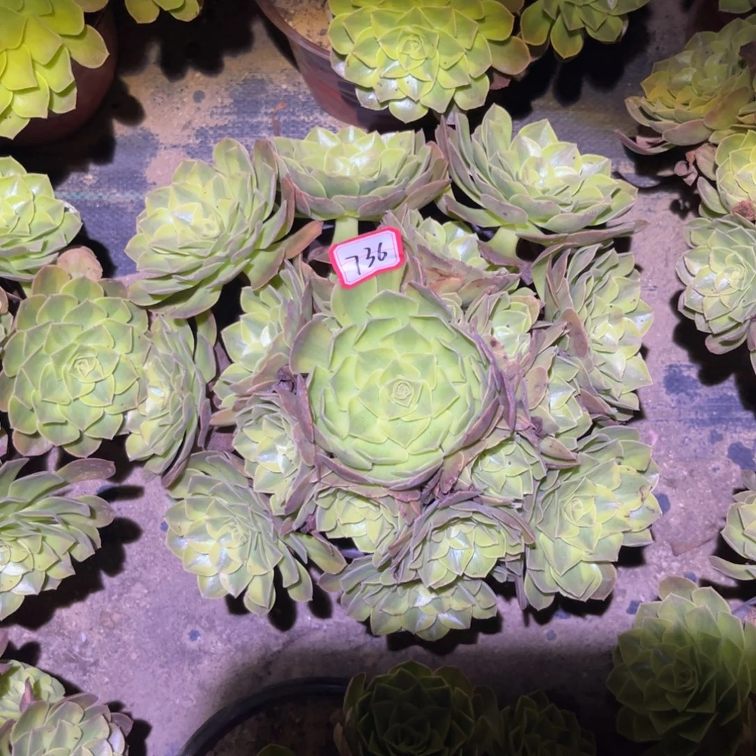 736多肉植物雨荷法师