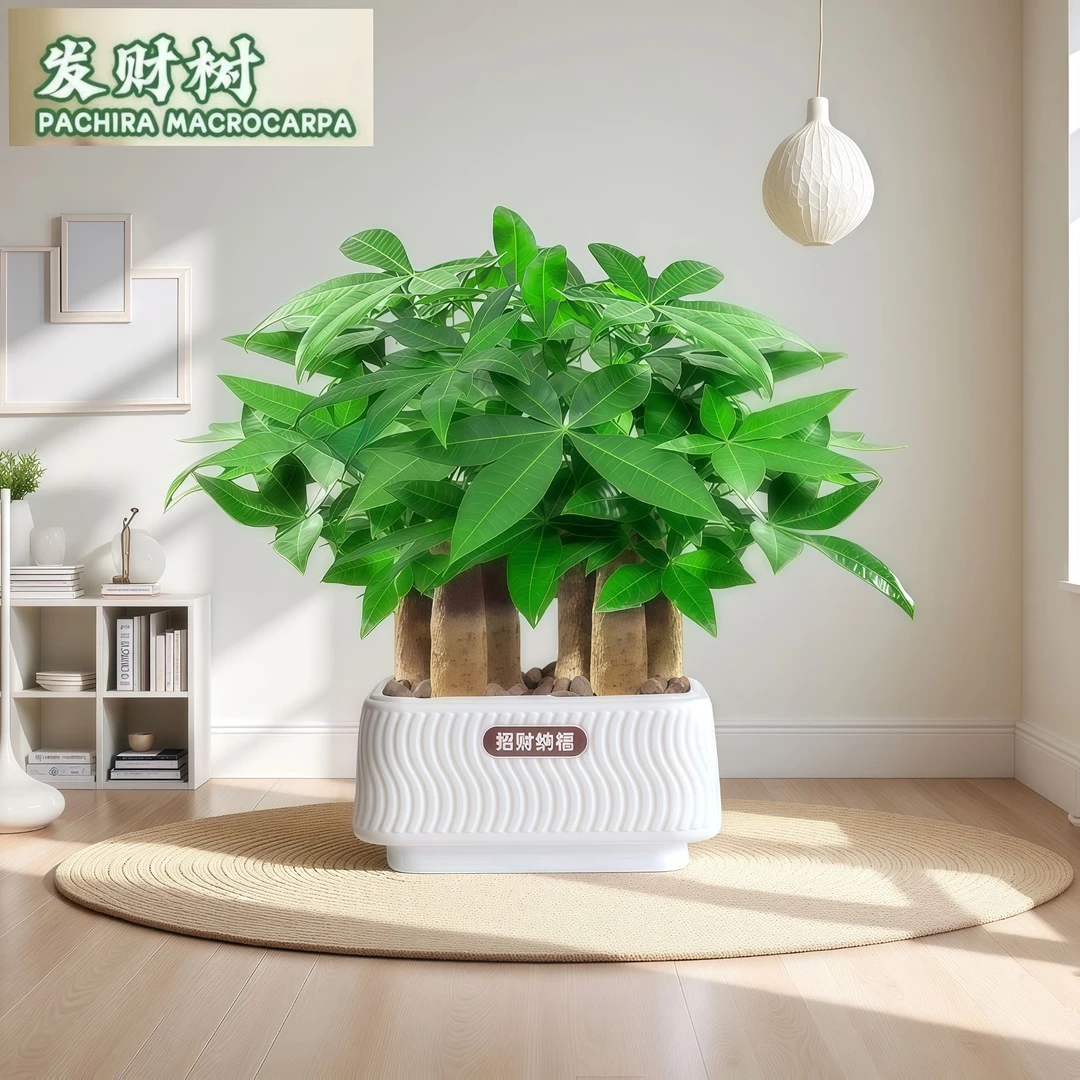 【六杆发财树】招财纳福发财树盆栽室内客厅招财盆景耐旱好养植物王