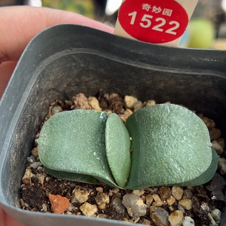 卧牛一棵仙人球668