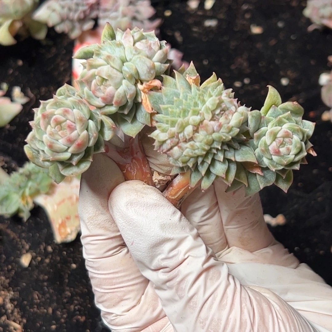 新年快乐 新年快乐