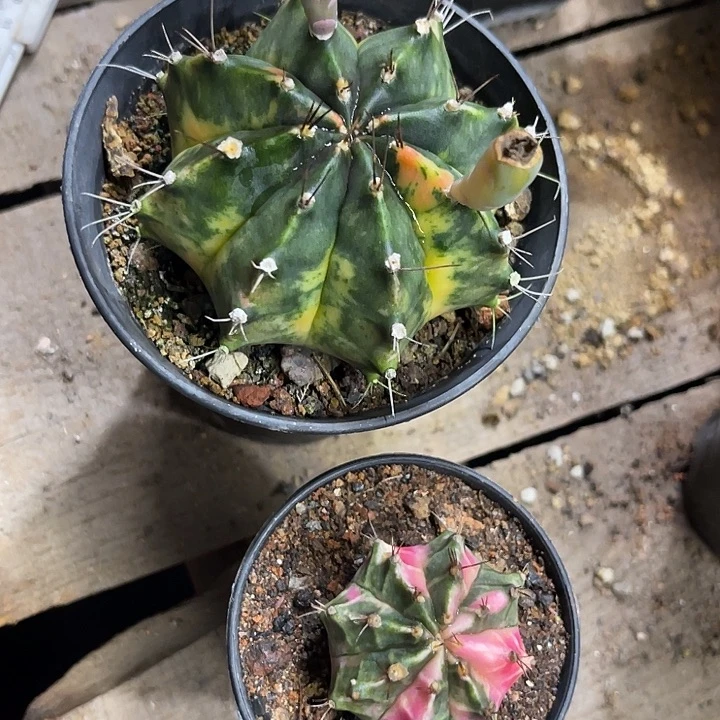 完全开放用****0仙人球好好看好漂亮110