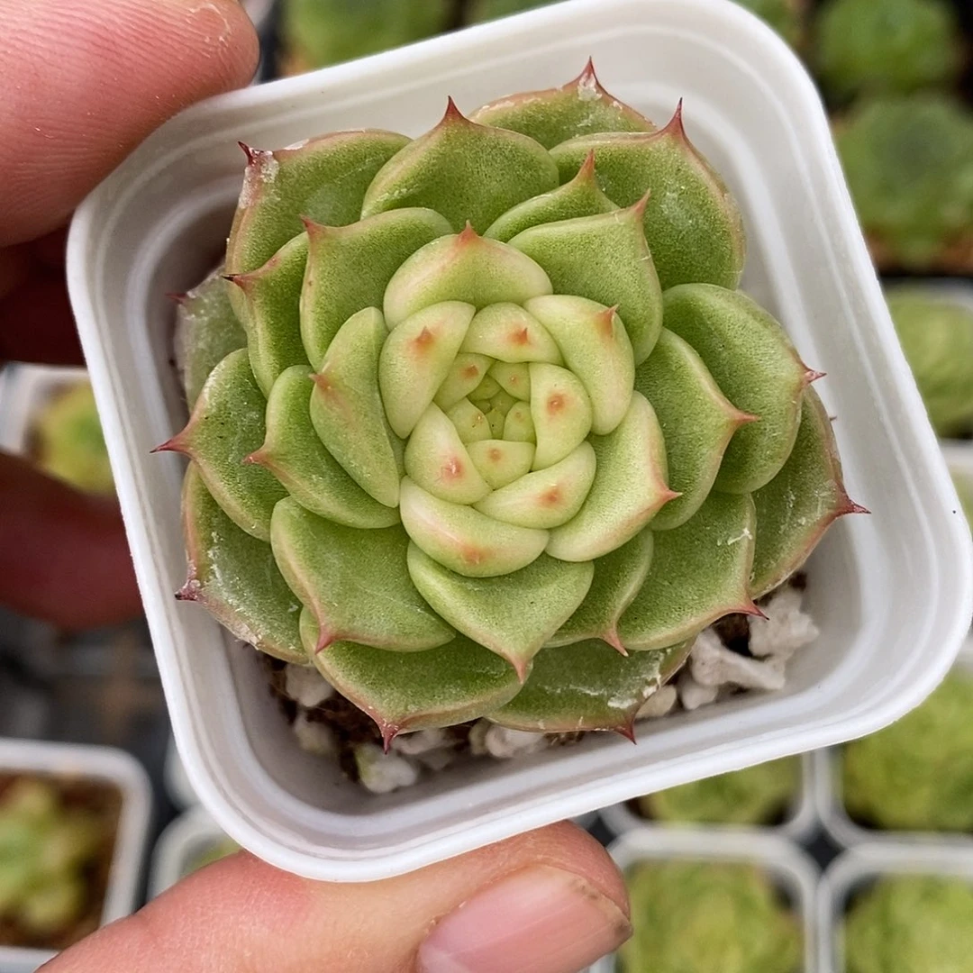 玉玲珑多肉植物1颗