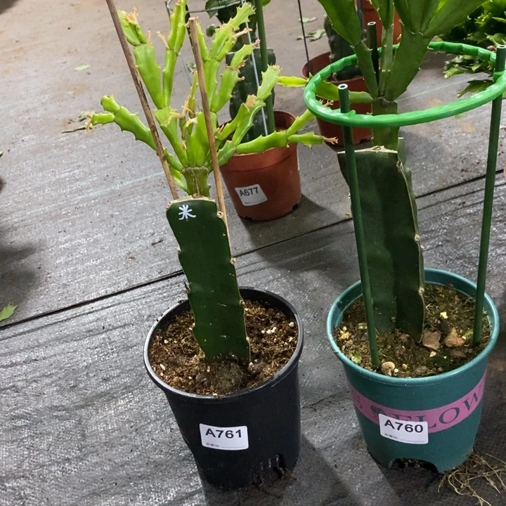 当前无花栽培后可以开花760.761