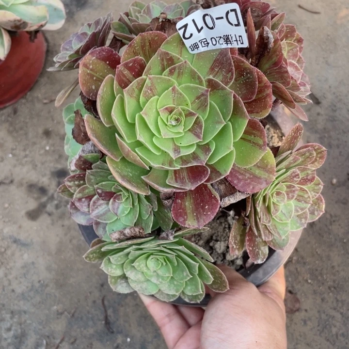 12花月夜多肉123446789