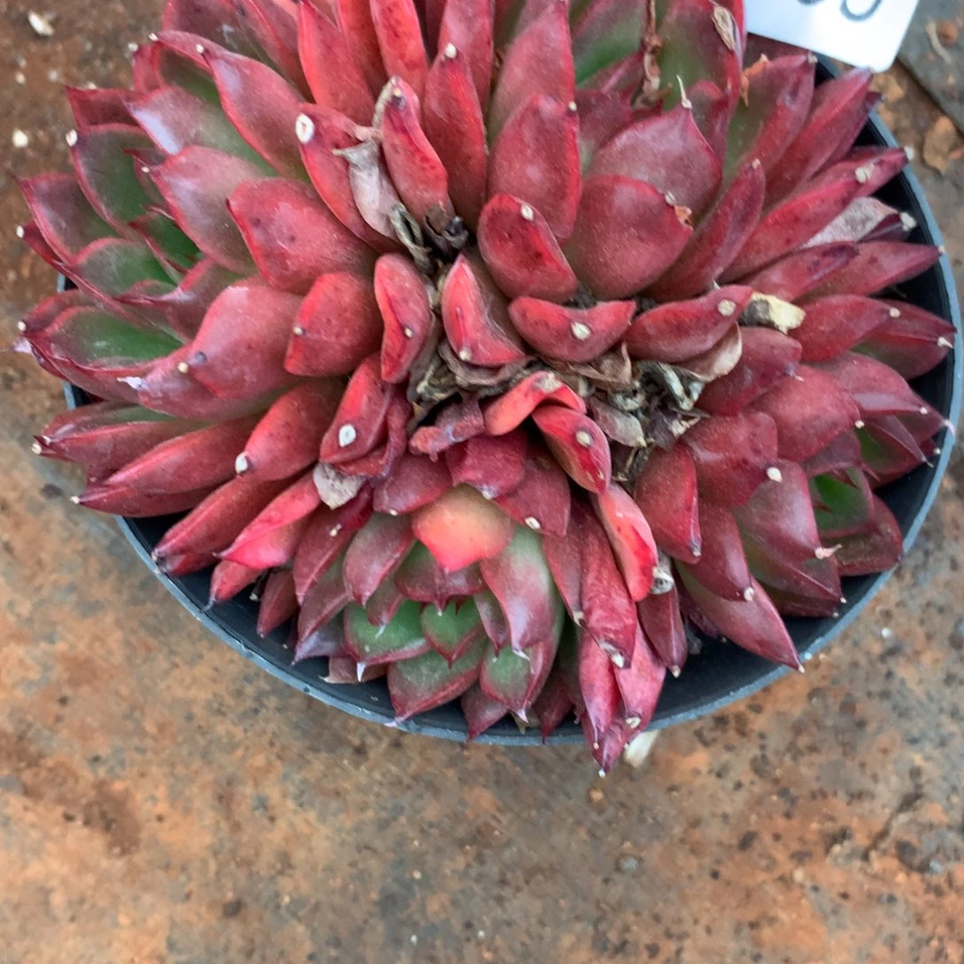 菲*猪3950杂交精品基地12厘米