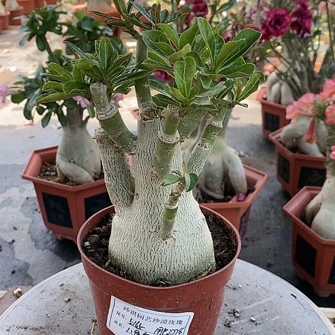 【闪购商品】无花朵用****6绿植