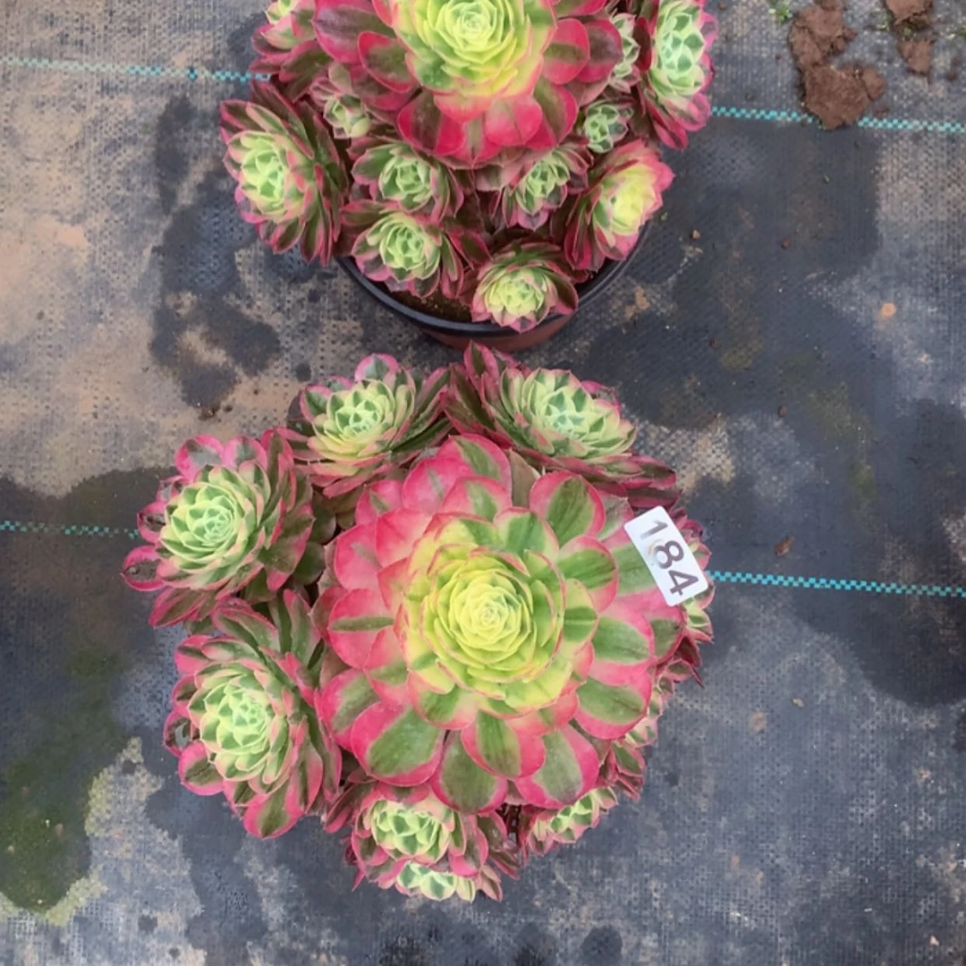 【闪购商品】183.184 玉姿，海王