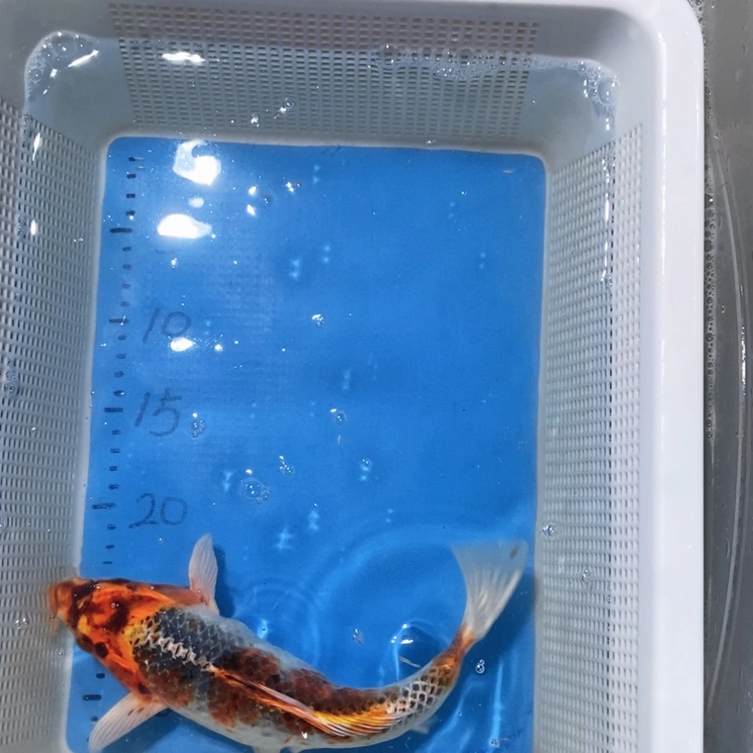 锦鲤锦鲤包邮包售后