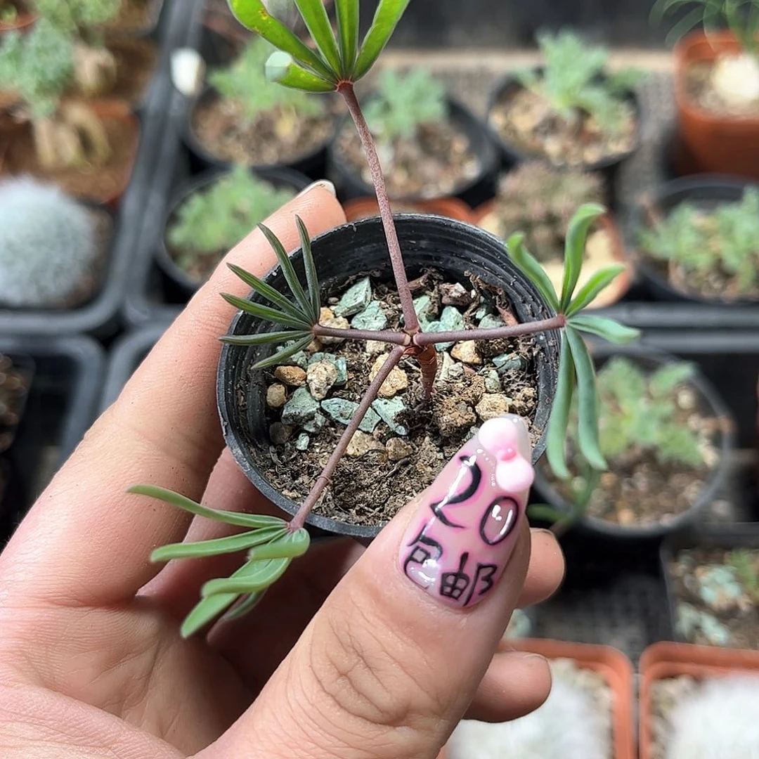 抓叶幸运草酢浆草单头发货