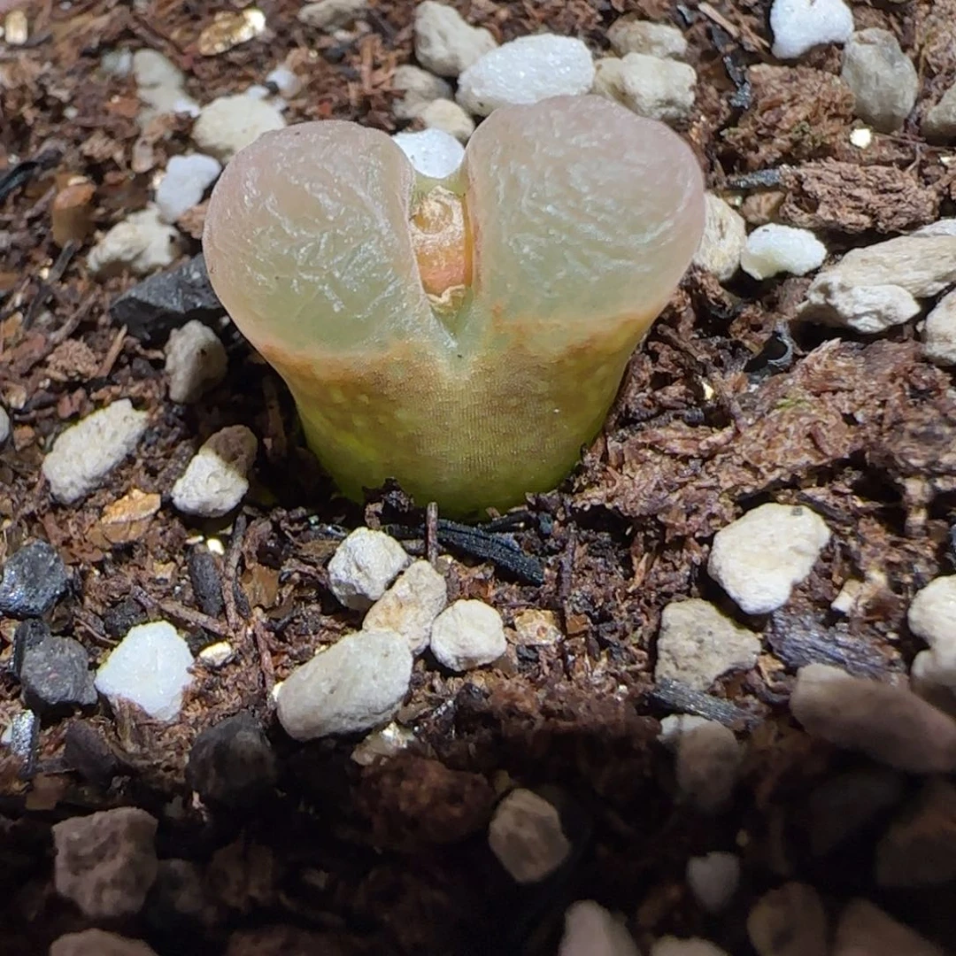 橘***C肉锥多肉植物百科26-867