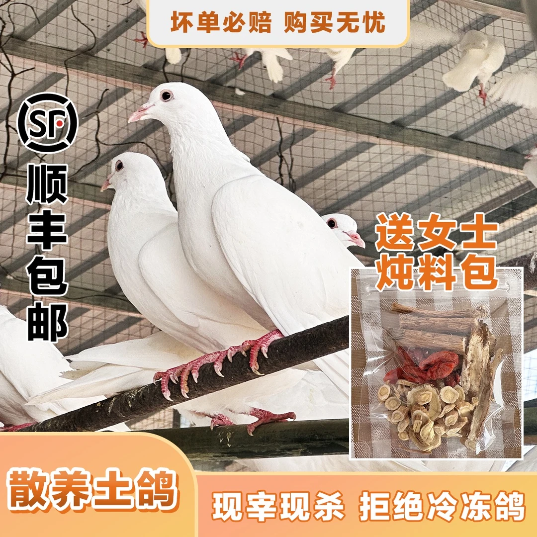 【特级胖墩中鸽3/4只】农家散养五谷杂粮土鸽现杀煲汤烤鸽子