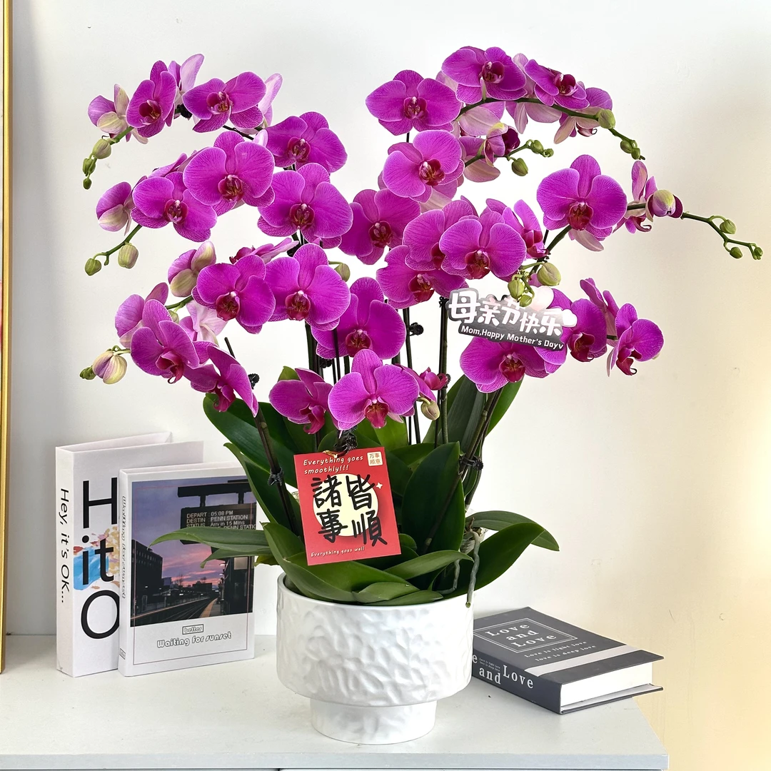 【恭喜发财】组盆室内蝴蝶兰花盆栽开花株 四季好养护绿植叶片