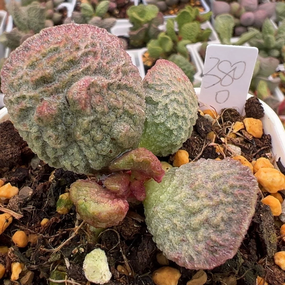 实生新品多肉植物水泡多肉植物