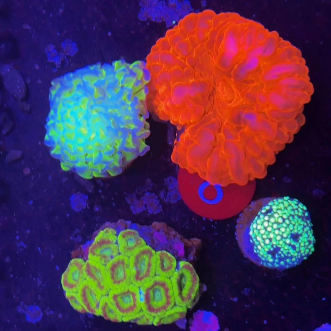 万鱼来朝海水观赏