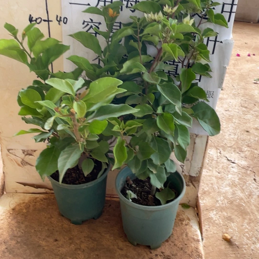 当前无花栽培后可以开花35h2