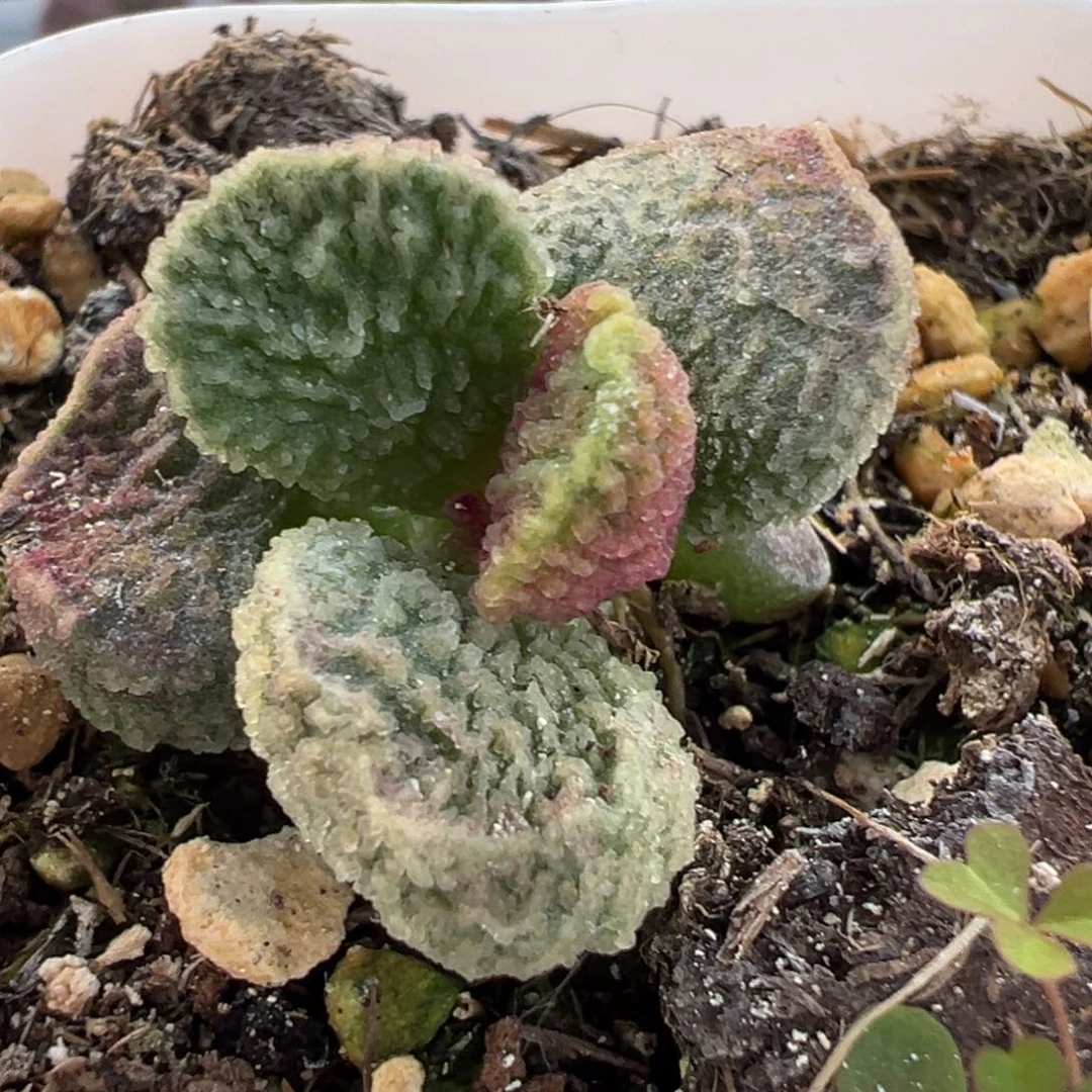 实生新品多肉植物水泡