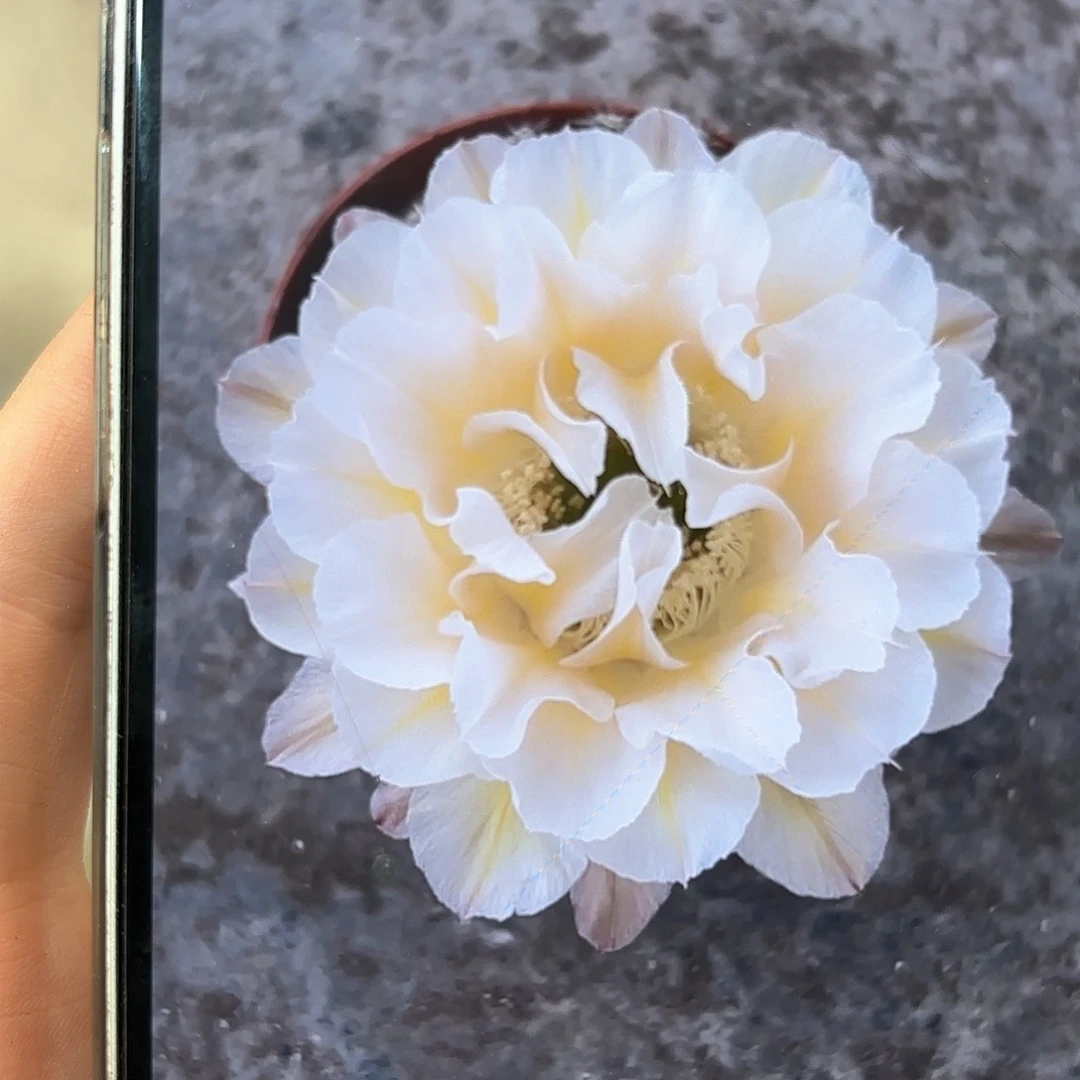 彩草13姨6.5公分左右