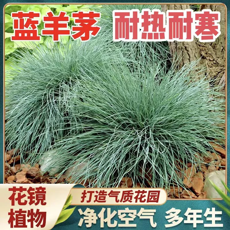 蓝羊茅花苗庭院绿化植物四季耐热耐寒