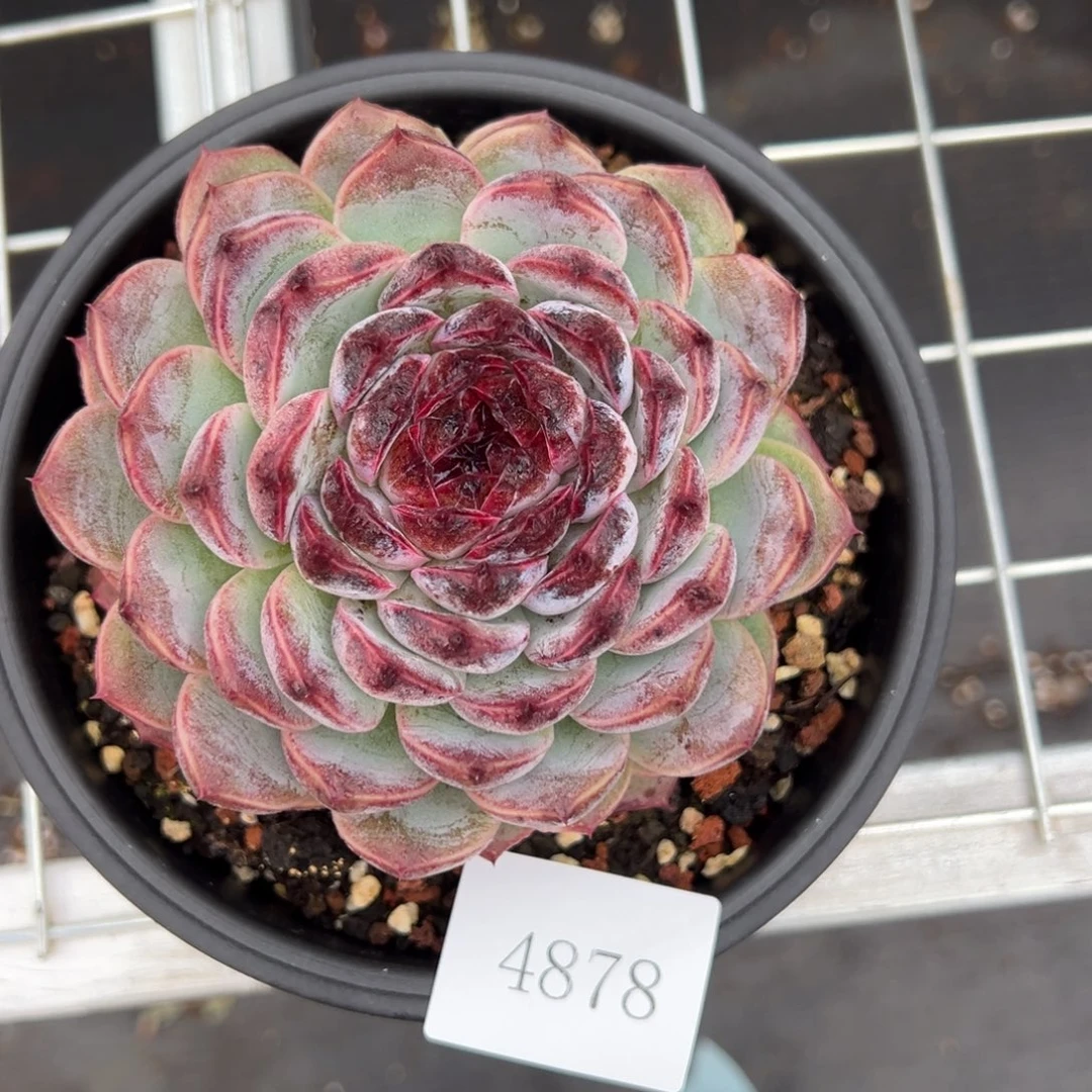 T****微4878肉肉肉肉肉肉肉肉