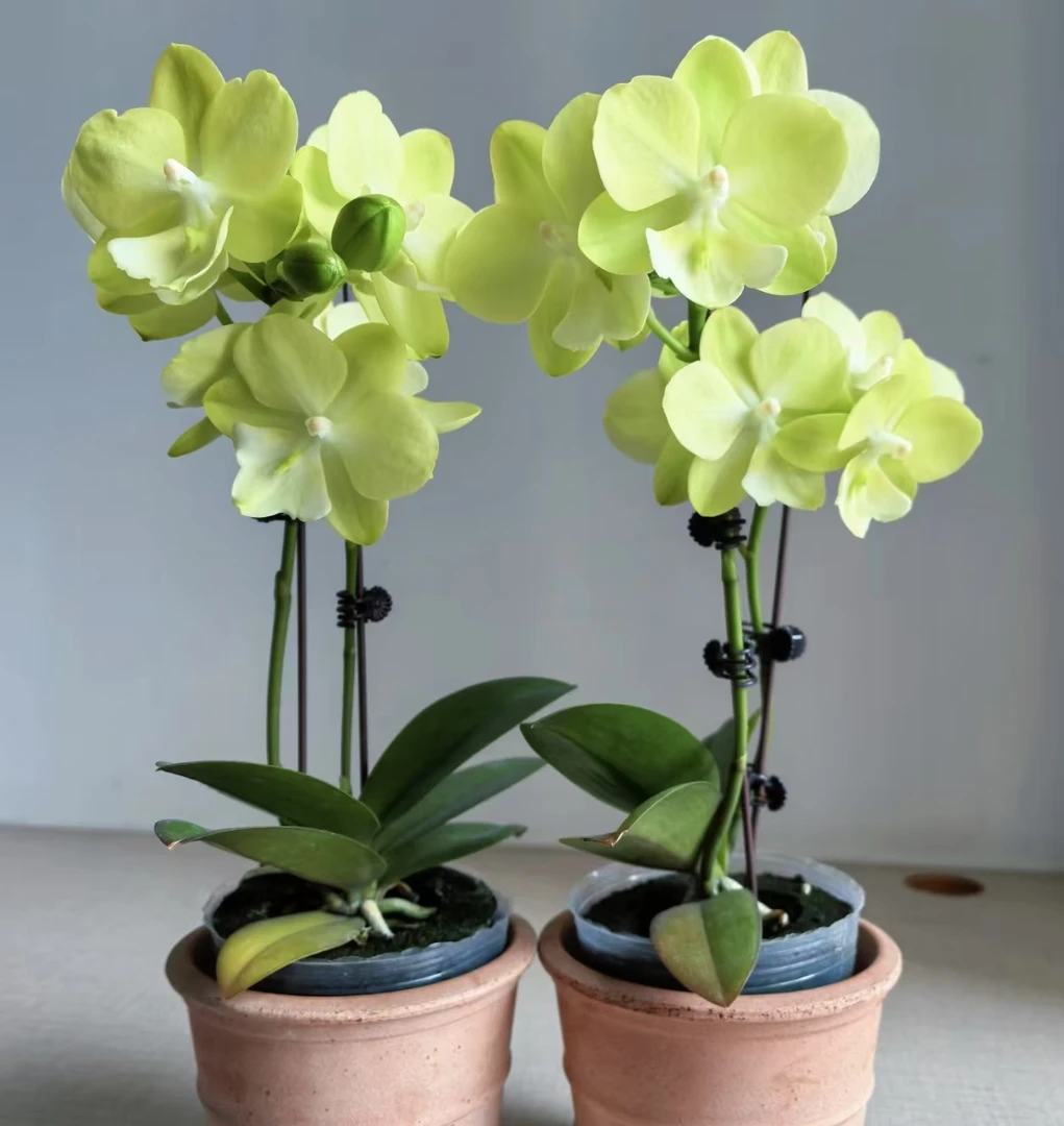 微瑕疵《宝玉》蝴蝶兰-3.0寸杯苗子发货没有花剑 【满30米包邮发货】