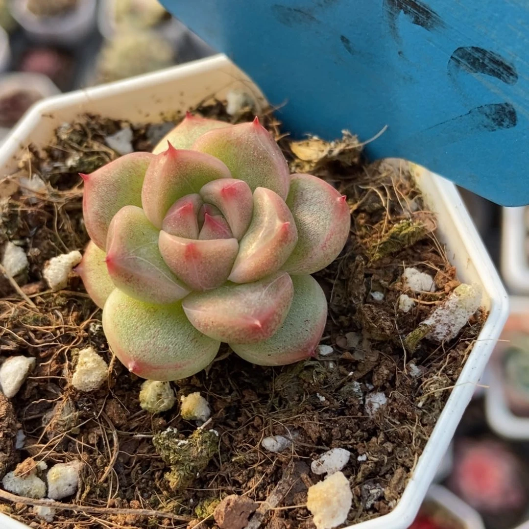 7259晴空珍妮多肉植物保护