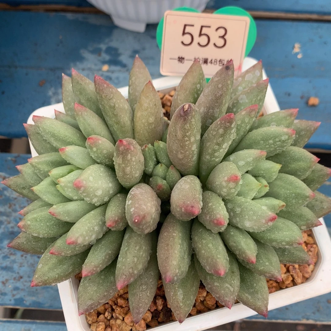 米其林无砍一物一拍553