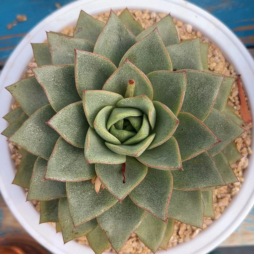 多肉植物一物一拍011