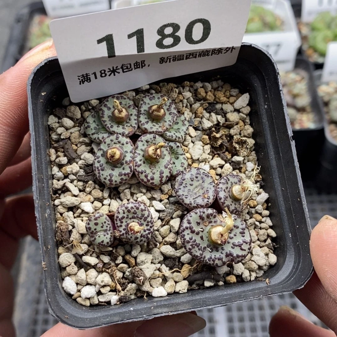 1180。