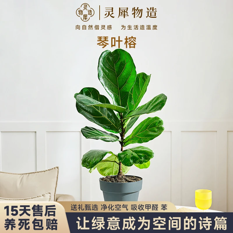 【灵犀物造】40-60cm琴叶榕网红植物室内外自然生长发货绿植盆栽