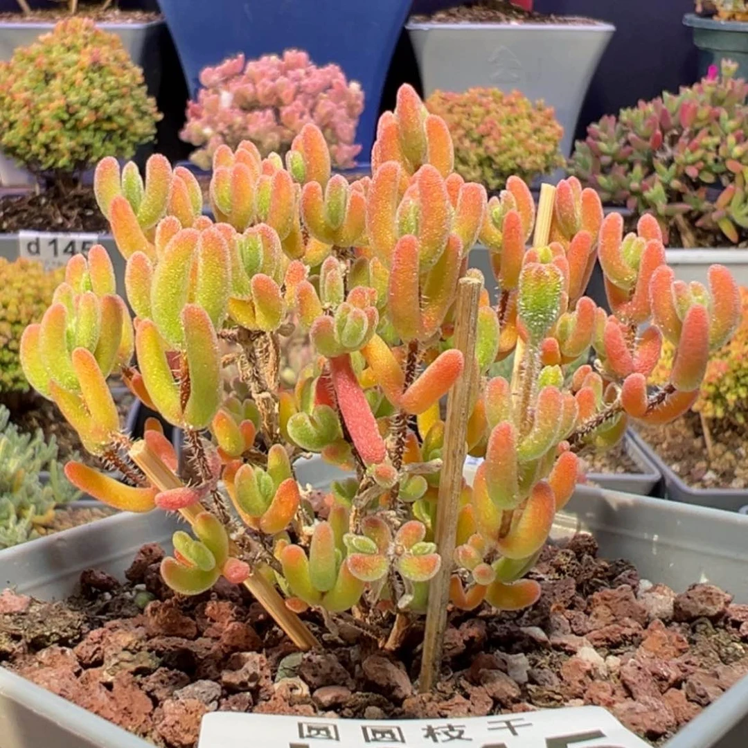 【闪购商品】d645琉璃黄锦枝干番杏