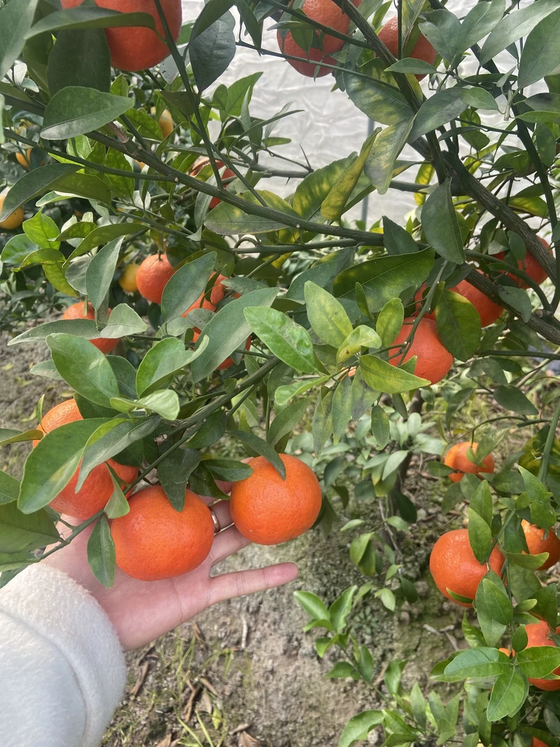 观果植物一物一拍