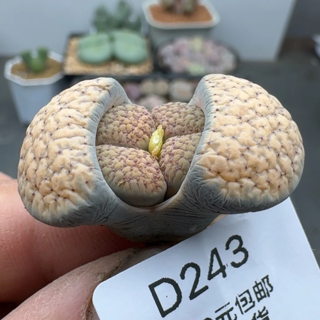 R****1253多肉都多多少少