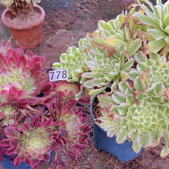 芳***梅多肉植物两个法师